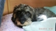 Avatar von Wuff